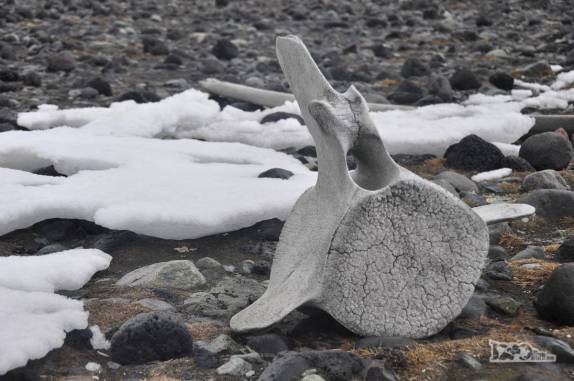 Osso de baleia na praia de Turret Point, em King George Island, na Antártida